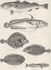 FISH. Fishes; Cod; Mediterranean Fork- beard; Cmn Flounder; Whiff; Sole;  1860