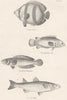 FISH. Fishes; Streaked Chetodon; Climbing; Dotted Snakehead; Grey Mullet 1860