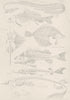 FISH.Fishes Skeletons;Cmn Eel;Carp;Skate;Flounder;Perch;Sterlet;Spiked Dog  1860