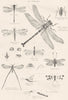 INSECTS.Entomology;Neuroptera;Dragon-fly;Gt;Snake;May-;Scropian;Caddis warm 1860