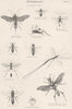 ENTOMOLOGY. Hymenoptera; Australian Saw- fly; Tailed Wood- Wasp; Cockroach 1860
