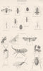 ENTOMOLOGY.Hemiptera;Water boatman;-runner;Chinese Lantern fly;Plant lice 1860