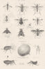 ENTOMOLOGY.Diptera;Ceria;Bibio;Henops;Volucella;Telescope fly;Anthrax;Flea 1860