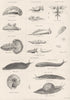 MOLLUSC.Tritonridae;Polyceratidae;Glaucidae;Scyllaeidae;Tethyidae;Eolididae 1860