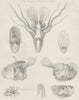 MOLLUSCS. animal shell front arm dilatation anterior pair contracted eggs 1860