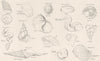 MOLLUSCS. Terms used in Conchology; Spiral or Subspiral Shells 1860 old print