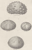 ECHINODERMATA ECHINIDAE. Echinometra Mammillatus; Echinus miliaris; elegans 1860