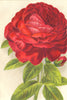 ROSES. Duke Of Edinburgh 1903 old antique vintage print picture