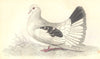 BIRDS. Columba Livia, Var Laticauda. Prideaux John Selby 1835 old print