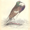 BIRDS. Columba Livia, Var, Gutturosa. Prideaux John Selby 1835 old print