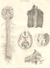 BIOLOGY. Anatomy. Nervous system, organs. (Oxford Encyclopaedia) 1830 print