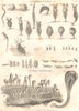 ANIMALS. Animalcules; Animal Flowers. (Oxford Encyclopaedia) 1830 old print