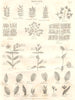 BOTANY. Leaf shapes. Leaves II. (Oxford Encyclopaedia) 1830 old antique print