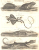 HERPETOLOGY. Tortoise; Edible Frog; Flying Dragon; Crocodile; Alligator 1830
