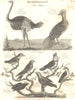 ORNITHOLOGY.Ostrich;Curassow;Fly-catcher,Swallow;Titmouse;Tanager;Manakin 1830