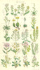 WILD FLOWERS.Grass;Horseradish;Awl-Wort;Draba;Alyssum;Madwort;Cress.SOWERBY 1890