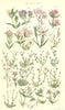 WILD FLOWERS.Catchfly;Cuckoo;Campion;Corn Cockle;Chickweed;Spurrey.SOWERBY 1890