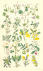 WILD FLOWERS. Balsam Sorrel Shamrock Spindle-tree Buckthorn Furze. SOWERBY 1890