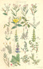 WILD FLOWERS. Milfoil Loosestrife Purslane Bryony Strapwort. SOWERBY 1890