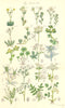 WILD FLOWERS. Sanicle Eryngo Hemlock Celery Parsley Honewort. SOWERBY 1890