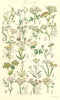WILD FLOWERS. Water Stone-wort Gout Weed Caraway Saxifrage Parsnip. SOWERBY 1890