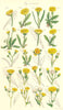 HAWK-BIT/HAWKWEED.Autumnal Hairy;Alpine Orange Glaucous Wood Soft.SOWERBY 1890