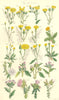 WILD FLOWERS.Hawkweed Hawk's-beard Chicory Succory Burdock Thistle.SOWERBY 1890
