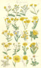 WILD FLOWERS.Groundsel Ragwort Starwort Samphire Leopard-bane Daisy.SOWERBY 1890