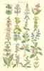 WILD FLOWERS. Betony Cat-Mint Ivy Basil Thyme Calamint Skull-cap. SOWERBY 1890