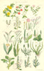 WILD FLOWERS. Pimpernel Chaffweed Lavender Plantain Amaranth. SOWERBY 1890