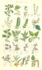 WILD FLOWERS.Box Starwort Nettle Pellitory Hop Elm Thorn Gale Birch.SOWERBY 1890