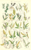 WILD FLOWERS. Birch Alder Willow Osier. SOWERBY 1890 old antique print picture