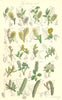 WILD FLOWERS. Bilberry-Whortle-Apple-leaved Woolly Willow; Poplar. SOWERBY 1890