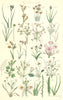 WILD FLOWERS.Rush Star-Fruit Water-Plantain Arrow-head Arrow-grass.SOWERBY 1890