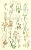 WILD FLOWERS. Beak-rush Spike-Water-Bull-Club-Cotton-grass. SOWERBY 1890 print