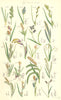 SEDGE FLOWERS.Oval Russet Rigid Rock Fingered Silvery Starved Dwarf.SOWERBY 1890