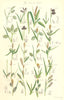 SEDGE FLOWERS. Mud Cyperus Black Yellow Tawny Spiked Vernal Heath. SOWERBY 1890