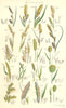 WILD FLOWERS. Sedge Vernal-grass Mat-Fox-tail-Canary-Sea-reed. SOWERBY 1890