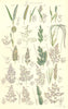 WILD GRASS FLOWERS. Millet Nit Beard Wood Close Bent Fiorin Whorl. SOWERBY 1890