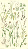 WILD FLOWERS.Pond-weed;Cotton-Cut-Wind-Meadow-Flote-Wheat-Rye-grass.SOWERBY 1890