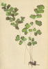 ALPENFLORA ALPINE FLOWERS. Adiantum Capillus Veneris L-Frauenhaar 1897 print