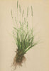 ALPENFLORA ALPINE FLOWERS. Festuca pumila Vill-Zwergschwingel 1897 old print