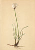 ALPENFLORA ALPINE FLOWERS. Eriophorum Scheuchzeri Hoppe-Scheuchzer Wollgras 1897