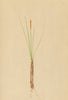 ALPENFLORA ALPINE FLOWERS. Elyna Bellardi (All. ) Degl-Hüllsegge 1897 print