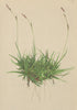 ALPENFLORA ALPINE FLOWERS. Carex firma Host-Feste Segge 1897 old antique print