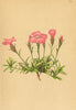 ALPENFLORA ALPINE FLOWERS. Dianthus alpinus L-Alpennelke 1897 old print