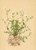 ALPENFLORA ALPINE FLOWERS. Cerastium carinthiacum Vest-Kärntner Hornkraut 1897