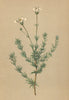 ALPENFLORA ALPINE FLOWERS. Arenaria grandiflora L-Grossblüthiges Sandkraut 1897