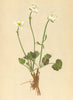 ALPENFLORA ALPINE FLOWERS. Ranunculus alpestris L-Alpen-Hahnenfuss 1897 print