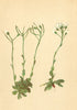 ALPENFLORA ALPINE FLOWERS. Arabis pumila Jacq-Zwerg-Gänsekresse 1897 old print